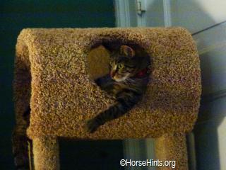 Image: CopyrightHorseHints.org/Carousel 12 months