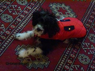 Domino-Einstein/16 Weeks/Cavapoo